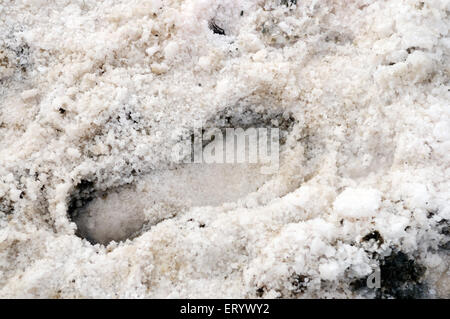 Foot mark in salt residue at thar desert ; Bhuj ; Kutch ; Gujarat ; India Stock Photo