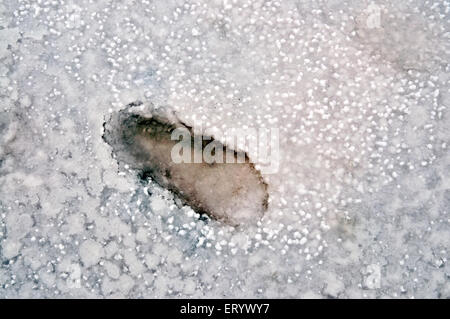 Foot mark in salt residue at thar desert ; Bhuj ; Kutch ; Gujarat ; India Stock Photo