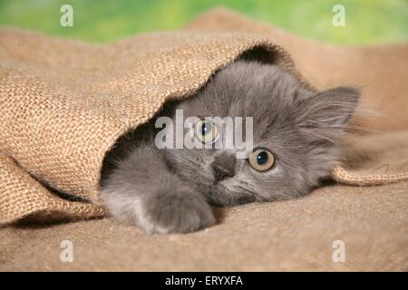 lying Selkirk Rex Kitten Stock Photo