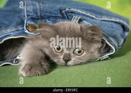 lying Selkirk Rex Kitten Stock Photo