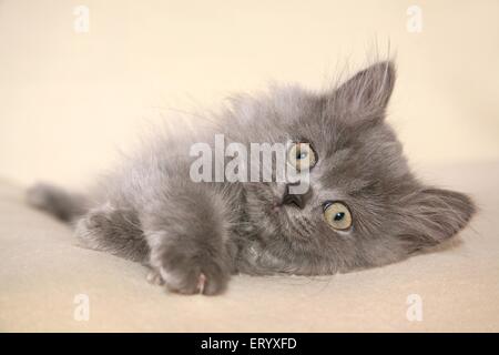 lying Selkirk Rex Kitten Stock Photo