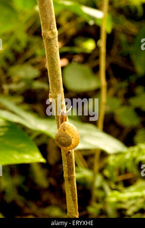 Snail climbing on tree in garden ; Nature park, Kolkata , Calcutta ; West Bengal ; India , asia Stock Photo
