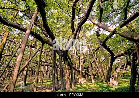 Great banyan tree, Ficus benghalensis, Acharya Jagadish Chandra Bose, Indian Botanic Garden, Shibpur, Howrah, Calcutta, Kolkata,  West Bengal, India Stock Photo