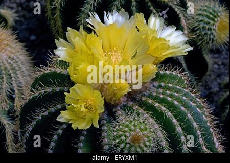 Parodia grossei, Eriocactus grossei, Cactus flowers blooming, Pine View Cacti Nursery, Kalimpong, West Bengal, India, Asia Stock Photo