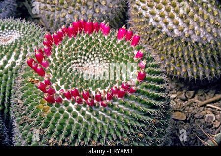 Mammillaria sepervivi, Cactus flowers blooming, Pine View Cacti Nursery, Kalimpong, West Bengal, India, Asia Stock Photo