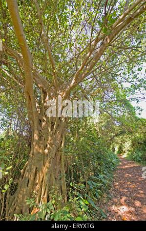 Ficus religiosa tree, sacred fig tree, bodhi tree, pippala tree, peepul tree, peepal tree, ashwattha tree, Calcutta ; kolkata , West Bengal ; India Stock Photo