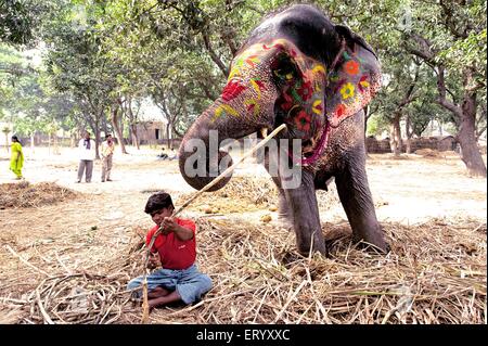 Elephant painted decorated for sale, Sonepur Cattle Fair, Sonepur Mela, Harihar Kshetra Mela, Sonpur, Saran District, Bihar, India, Asia Stock Photo