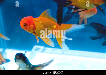 Red Ranchu Goldfish, fancy ornamental goldfish, aquarium fishes, Sunday Pet Market, Baghbazar, Calcutta, Kolkata, West Bengal, India, Asia Stock Photo