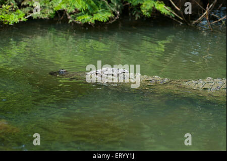 Marsh crocodile in ranganathittu bird sanctuary at mysore ; Karnataka ; India Stock Photo