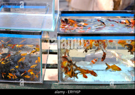 Aquarium fishes, Sunday Pet Market, Baghbazar, Calcutta, Kolkata, West Bengal, India, Asia Stock Photo