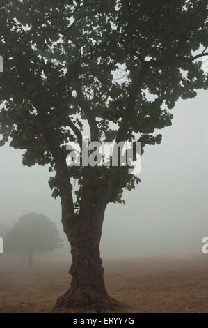 Maidan, Brigade Parade Ground, largest urban park, winter morning fog, Calcutta, Kolkata, West Bengal, India, Asia Stock Photo
