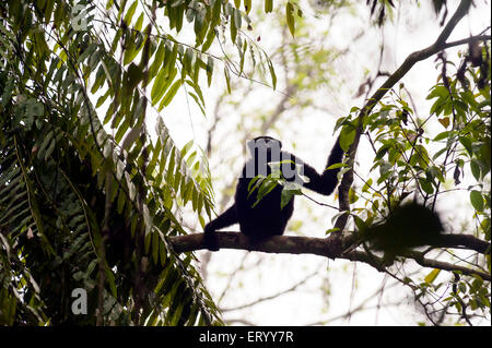 black male hollong gibbons on tree branch in Jorhat at Assam India Asia Stock Photo