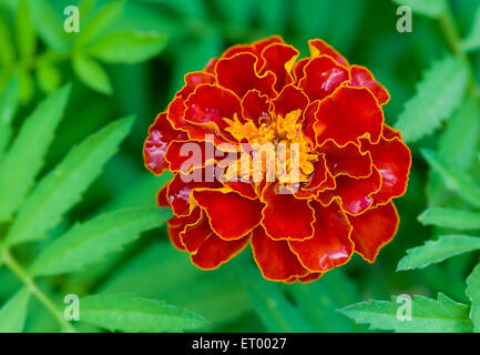 French marigold (Tagetes patula) is a national symbol of Ukraine in a time of flowering closeup. Stock Photo