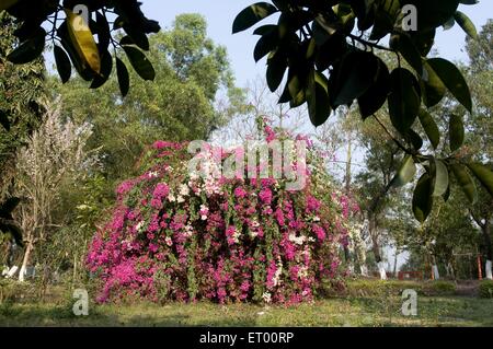 Bougainvillea flower , Sundarbans National Park , Sunderbans , West Bengal , India , Asia Stock Photo