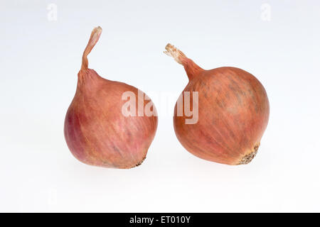 Onions on white background Stock Photo
