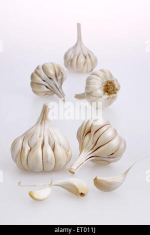 Garlic on white background Stock Photo