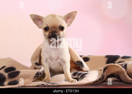 Cute Chihuahua Dog With A Pink Blanket Stock Photo 229542505 Alamy