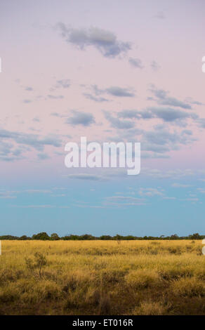 Open grassy plains at dusk in the Australian Outback, near Longreach, Queensland. Stock Photo