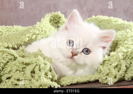 lying Highlander Kitten Stock Photo