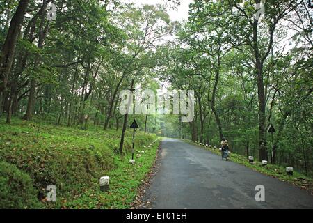 Trees planting sides of road at Periyar tiger reserve ; Thekkadi ; Kerala ; India Stock Photo