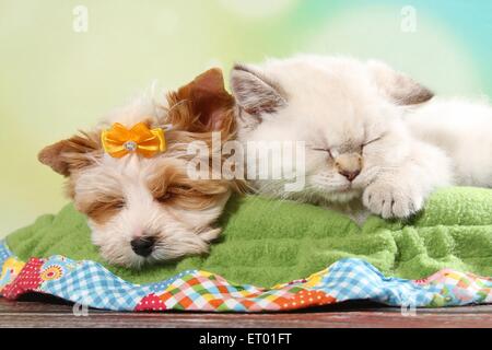 Yorkshire Terrier Puppy and British Shorthair Kitten Stock Photo