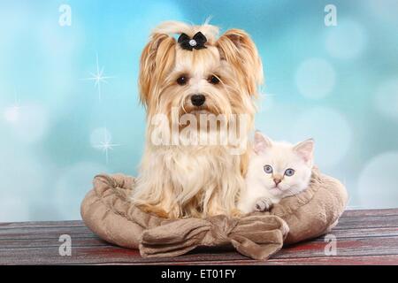 Yorkshire Terrier and British Shorthair Kitten Stock Photo