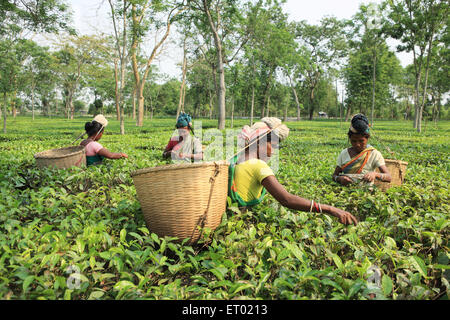 Woman plucking fresh tea leaves from tea garden ; Assam ; India ; Asia Stock Photo