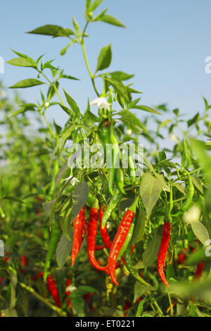 Red Chilli plant, Andhra Pradesh, India, Asia Stock Photo