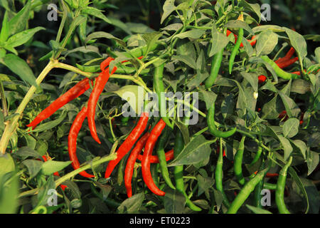 Red and green Chilli plant, Andhra Pradesh, India, Asia Stock Photo