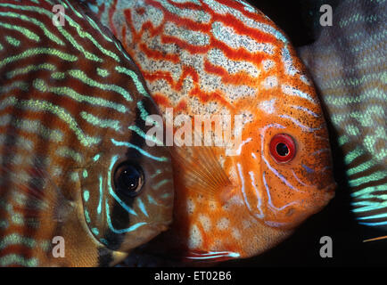 Discus fish, Symphysodon aequifasciatus, Cichlidae, South America Stock Photo
