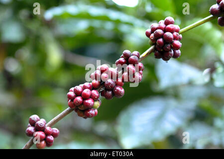 Coffee Berries, Coffee Cherries , Coffee plantation , Coorg , Madikeri , hill station , Kodagu district , Western Ghats , Karnataka , India , Asia Stock Photo