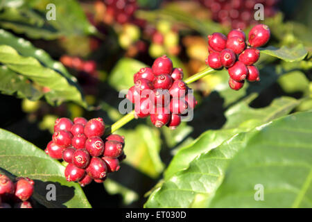 Coffee Berries, Coffee Cherries , Coffee plantation , Coorg , Madikeri , hill station , Kodagu district , Western Ghats , Karnataka , India , Asia Stock Photo