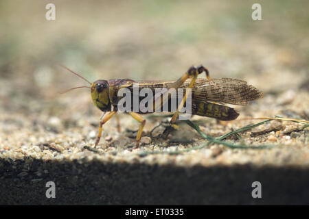 Migratory locust (Locusta migratoria) at Prague Zoo, Czech Republic. Stock Photo