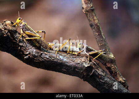 Migratory locust (Locusta migratoria) at Prague Zoo, Czech Republic. Stock Photo