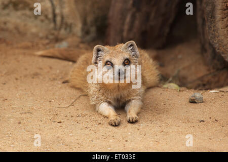 Yellow mongoose (Cynictis penicillata), also known as the red meerkat at Prague Zoo, Czech Republic. Stock Photo