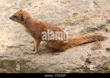 Yellow mongoose (Cynictis penicillata), also known as the red meerkat at Prague Zoo, Czech Republic. Stock Photo