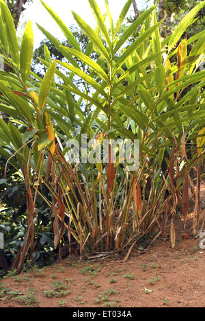 Green Leaves , Coorg , Madikeri , hill station , Kodagu district ...