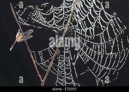Spider web with dewdrops , spiderweb, spider's web, cobweb , Coorg , Madikeri , hill station , Kodagu , Western Ghats , Karnataka , India , Asia Stock Photo