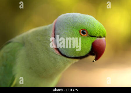 Rose ringed parakeet , Ring necked Parakeet , psittacula krameri , Nadiad , Kheda district , Gujarat , India , Asia Stock Photo