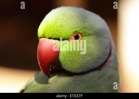 Rose ringed parakeet bird psittacula krameri  ; Nadiad ; Gujarat ; India Stock Photo