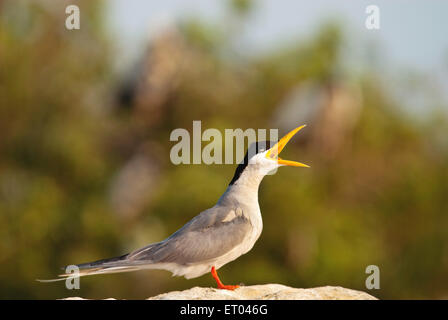 Bird , River Tern calling sitting on rock, Sterna aurantia , Ranganathitoo Bird Sanctuary , Ranganathittu , Mandya , Mysore , Karnataka , India , Asia Stock Photo