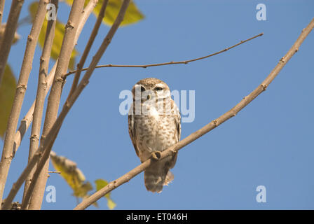 Spotted Owlet athene brama ; Ranthambore national park ; Rajasthan ; India Stock Photo