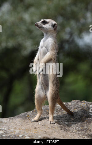 Meerkat (Suricata suricatta), also known as the suricate at Prague Zoo, Czech Republic. Stock Photo