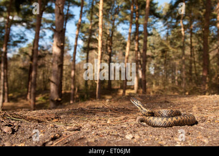 European Adder (Vipera berus), Norfolk, UK Stock Photo