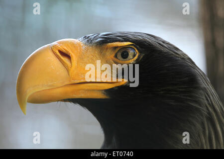 Steller's sea eagle (Haliaeetus pelagicus) at Prague Zoo, Czech Republic. Stock Photo