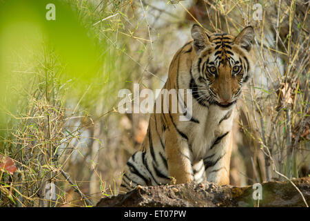 Portrait of a Royal Bengal Tiger in Bandhavgarh National Park Stock Photo