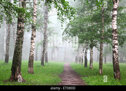 Early morning in mist birch grove Stock Photo