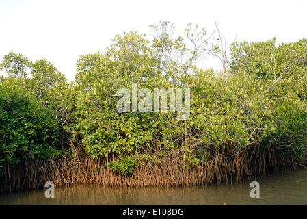 Killai backwater , Pichavaram mangroves , Chidambaram , Cuddalore District , Vellar Coleroon estuary , Tamil Nadu , India , Asia Stock Photo