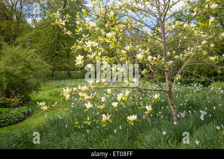 Yellow Magnolia flowering in the gardens of Cholmondeley Castle in spring. Underplanting of white daffodils. Stock Photo