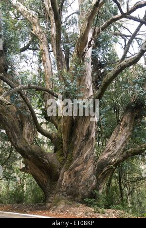 Eucalyptus globules tree , southern blue gum tree , Ooty , Udhagamandalam , Hill Station , Nilgiris , Western Ghats , Tamil Nadu , India , Asia Stock Photo